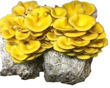 Load image into Gallery viewer, Gold Oyster Mushroom Grow Kit FREE SHIPPING!