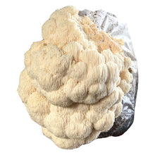 Load image into Gallery viewer, Lions Mane Mushroom Grow Kit FREE SHIPPING!