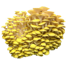Load image into Gallery viewer, Gold Oyster Mushroom Grow Kit FREE SHIPPING!