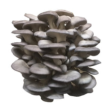 Load image into Gallery viewer, Oyster Mushroom Grow Kit FREE SHIPPING!