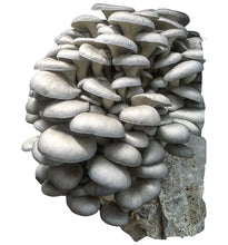 Load image into Gallery viewer, Oyster Mushroom Grow Kit FREE SHIPPING!