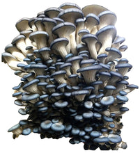 Load image into Gallery viewer, Oyster Mushroom Grow Kit FREE SHIPPING!