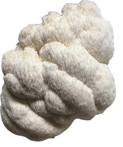 Lions Mane Mushroom Grow Kit FREE SHIPPING!