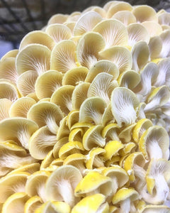 Gold Oyster Mushroom Grow Kit FREE SHIPPING!