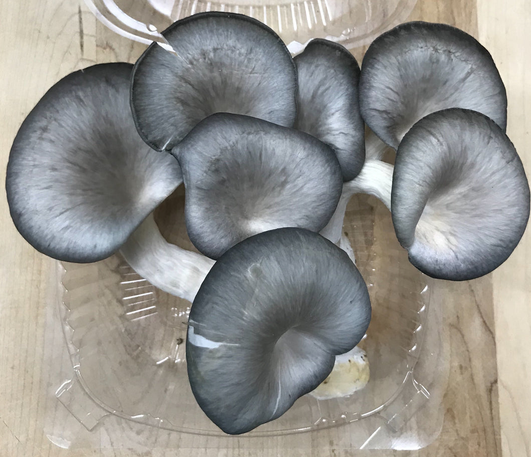 Oyster Mushrooms (4oz clamshell)