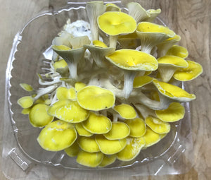 Gold Oyster Mushrooms(4oz clamshell)