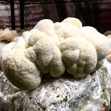 Load image into Gallery viewer, Lions Mane Mushroom Grow Kit FREE SHIPPING!

