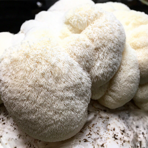 Lions Mane Mushroom Grow Kit FREE SHIPPING!