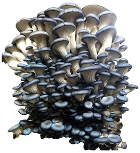 Oyster Mushroom Grow Kit FREE SHIPPING!